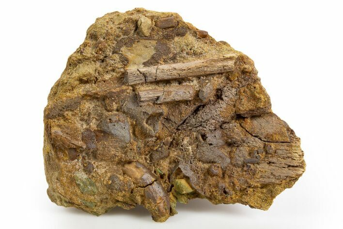 Hadrosaur (Edmontosaurus) Tendons in Sandstone - Wyoming #330965